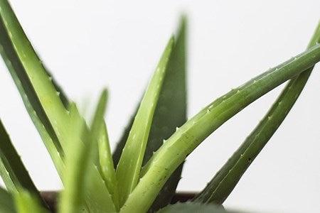 ALL ABOUT ALOE
