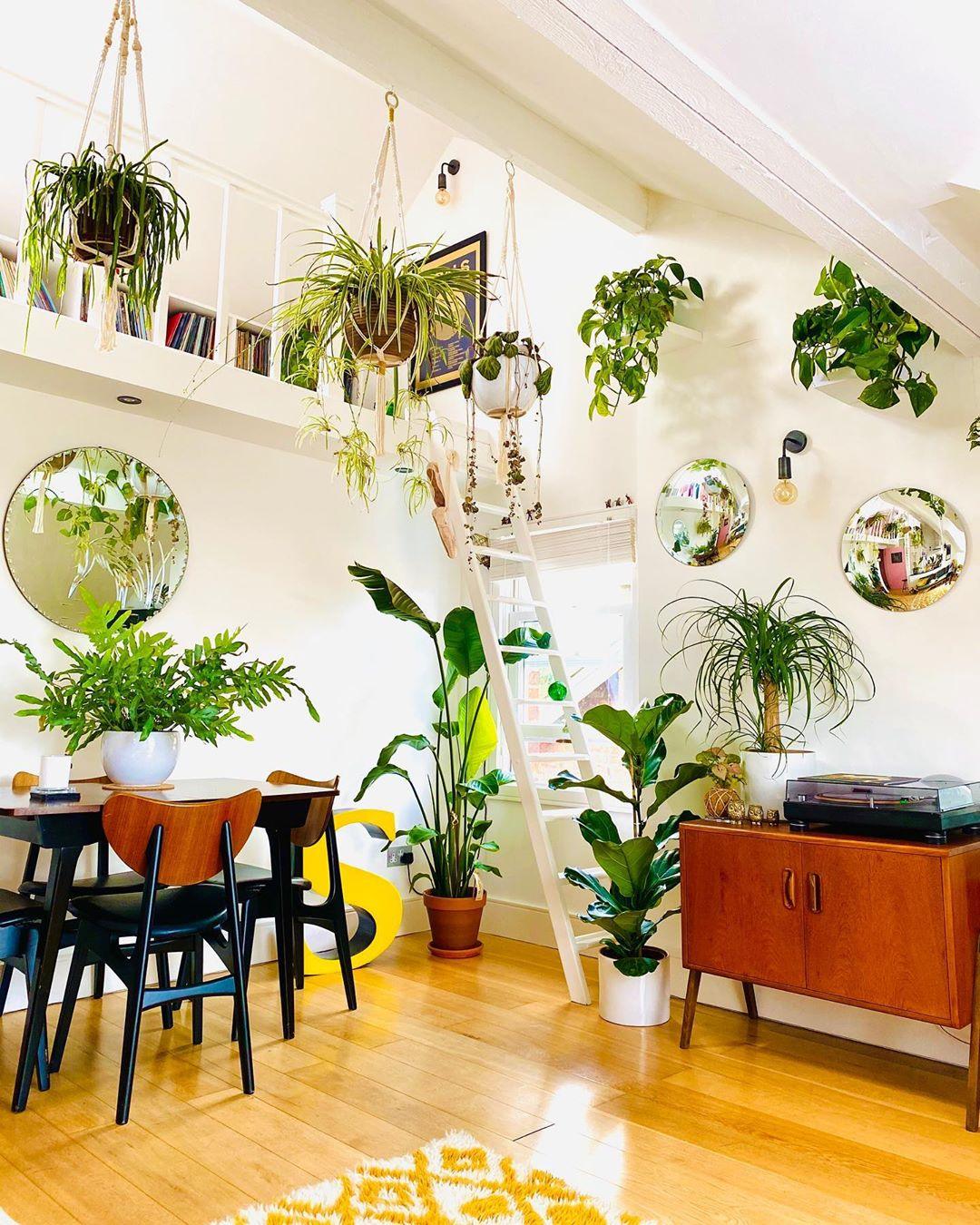 Best Houseplants to Buy When You Have No Idea Where to Start. - LOMA RETAIL