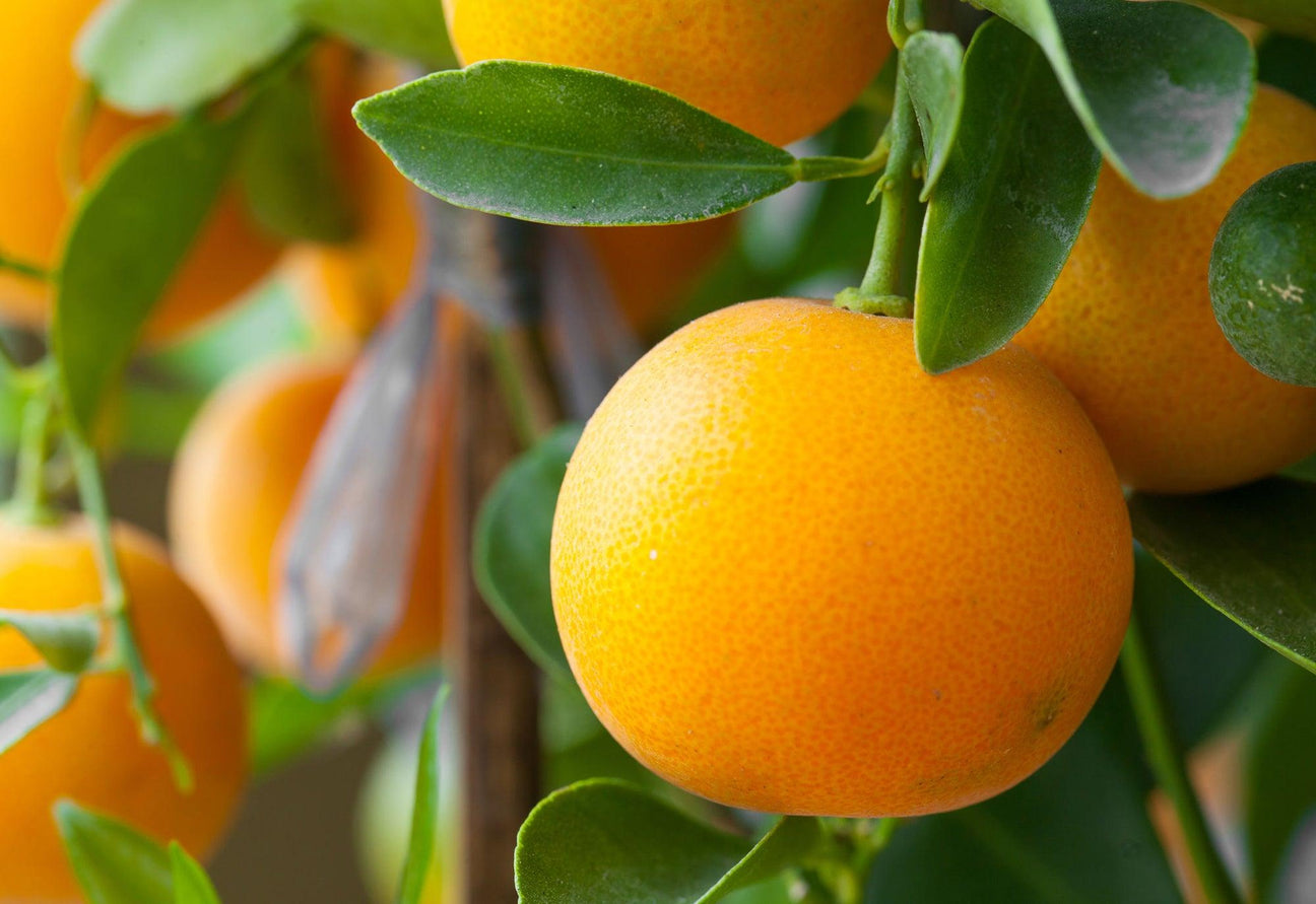 Orange Aromas - LOMA RETAIL